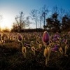 Koniklec velkokvety - Pulsatilla grandis - Pasqueflower o0048